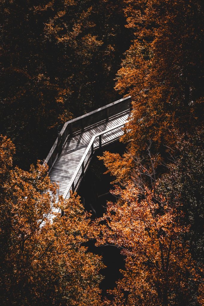 path, nature, leaves, forest, fall, autumnal, hike, lonely, deciduous forest, lonliness, mindfulness, hiking, autumn, loneliness, foliage
