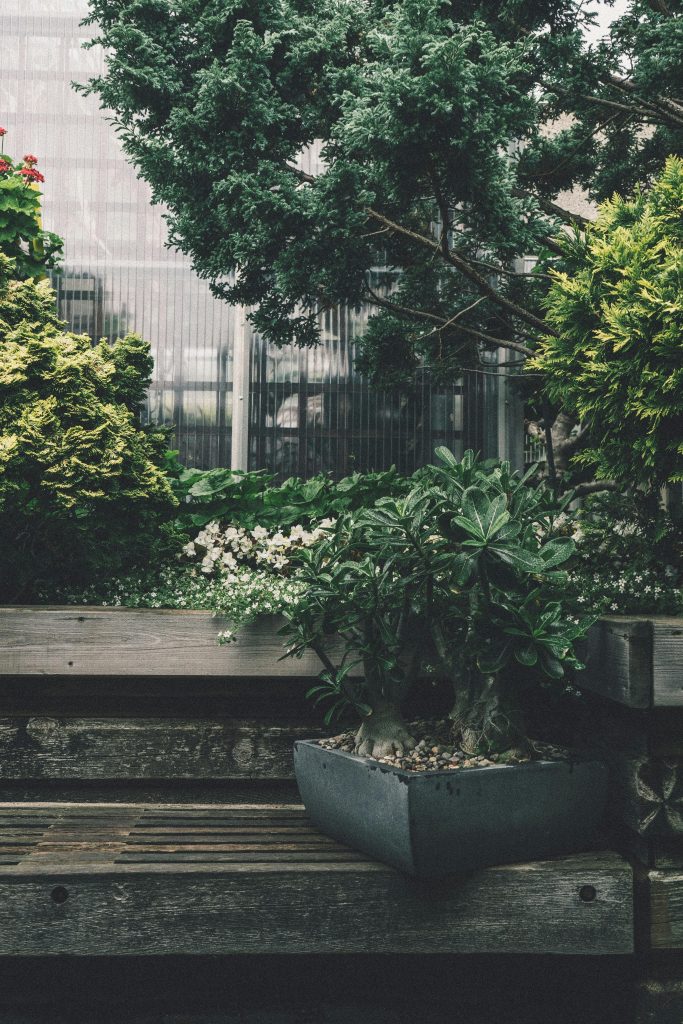 Peaceful garden scene featuring a wooden bench, bonsai tree, and lush greenery.